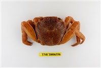 藏品(白紋方蟹)的圖片